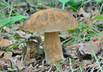 Edible mushroom cep (Boletus edulis)