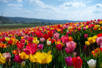 Tulip field with different colour tulips. Sunny weather in spring.