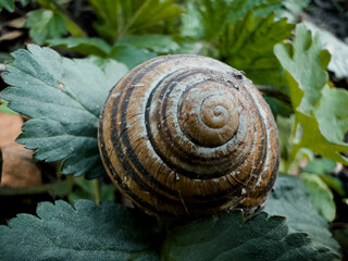 snail on a leaf