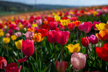 Field of many blooming pink, white, yellow and red tulips showing green stems. Close up and looking towards blue sky.
