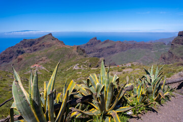Natural vegetation in the mountain municipality of Masca in the north of Tenerife, Canary Islands
