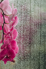 We can see a beautiful flower on the background of a window.