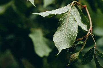 There is a long leaf with raindrops on it.