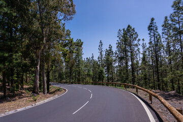 Beautiful road in the woods on the way up to Teide Natural Park in Tenerife, Canary Islands