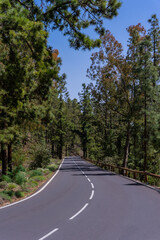 Beautiful road in the woods on the way up to Teide Natural Park in Tenerife, Canary Islands