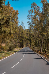Forest road on the way up to the Teide Natural Park in Tenerife, Canary Islands
