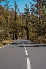 Forest road on the way up to the Teide Natural Park in Tenerife, Canary Islands