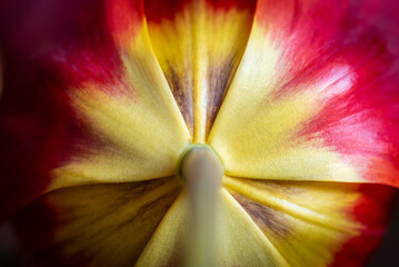 Extreme macro of a red tulip, image from the bottom part of the flower