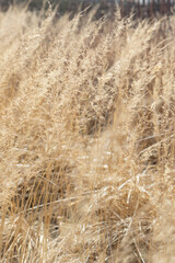 golden wheat field in summer