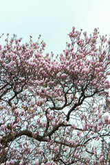 Magnolia in spring