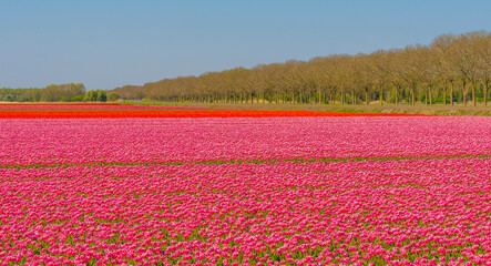 Fototapeta na wymiar Colorful flowers in an agricultural field in sunlight in springtime, Almere, Flevoland, The Netherlands, April 24, 2022