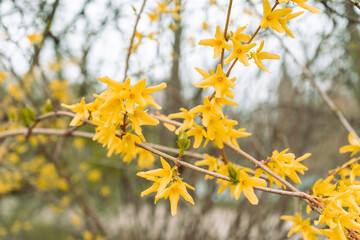 yellow spring branch