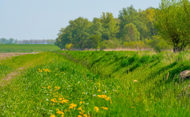 Yellow wild flowers in green grass along a ditch and trees in sunlight under a blue sky in spring, Almere, Flevoland, The Netherlands, April 24, 2022
