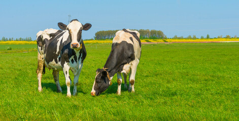 Cows in a green meadow in sunlight under a blue sky in springtime, Almere, Flevoland, The Netherlands, April 24, 2022
