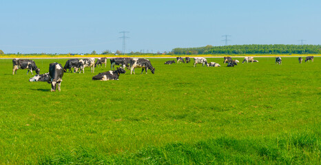 Cows in a green meadow in sunlight under a blue sky in springtime, Almere, Flevoland, The Netherlands, April 24, 2022

