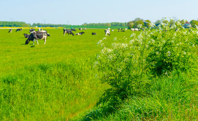 Cows in a green meadow in sunlight under a blue sky in springtime, Almere, Flevoland, The Netherlands, April 24, 2022
