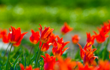 Colorful flowers in an agricultural field in sunlight in springtime, Almere, Flevoland, The Netherlands, April 24, 2022
