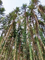 high fir trees in forest