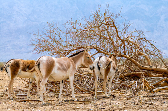 Halbesel Bilder Durchsuchen 819 Archivfotos, und