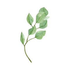 Watercolor floral eucalyptus seeds, leaves and branches. Hand painted botanical greenery, silver dollar eucalyptus isolated on white background. Illustration for greetinng card, wedding invitation