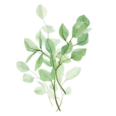 Fototapeta premium Watercolor floral eucalyptus seeds, leaves and branches. Hand painted botanical greenery, silver dollar eucalyptus isolated on white background. Illustration for greetinng card, wedding invitation