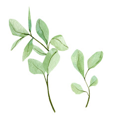 Watercolor floral eucalyptus seeds, leaves and branches. Hand painted botanical greenery, silver dollar eucalyptus isolated on white background. Illustration for greetinng card, wedding invitation