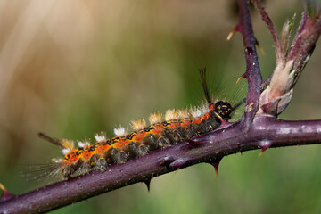 side view of the caterpillar orgyia recens walking on a blackberry branch between its spikes in search of its leaves. macro photograph. details.