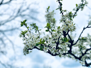 Landscape concept. Blossom colorful seasonal flowers.