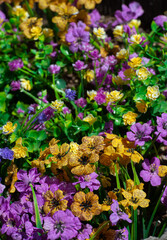Obraz premium artificial pansies in potted garden as spring decoration made from material yellow and purple flowers with green leaves as outdoor decoration vertical format springtime backdrop background wallpaper 