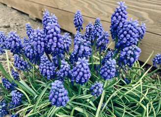 Landscape concept. Blossom colorful seasonal flowers.