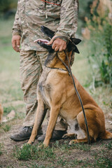 Working Belgian shepherd malinois dog running full speed. IGP dog.