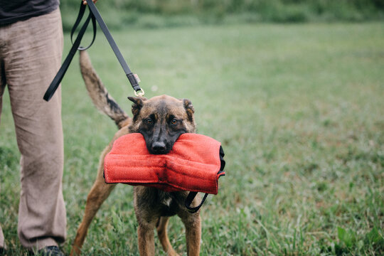 Igp Bilder Durchsuchen 1,190 Archivfotos, und Videos