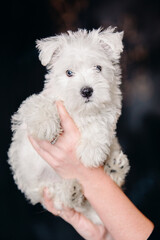 West Highland White Terrier puppy in hands.