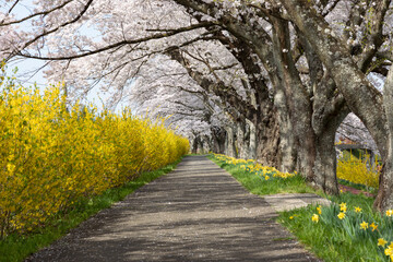 Fototapeta na wymiar Cherry blossoms at Shiroishi River, Miyagi, Japan