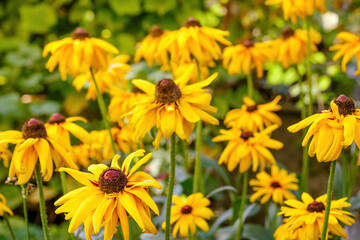 yellow flowers in the garden