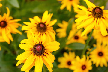 yellow flowers in the garden