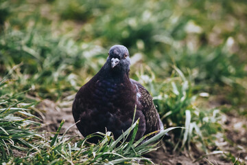 Pigeon sits in green grass.