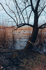 Bird's Nest. Sumy, Ukraine. Floating nest in Cheha lake. Horror atmosphere. Dark swamp