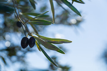 Fototapeta na wymiar Olive branch with two olives in foreground on out-of-focus background and lots of copy space