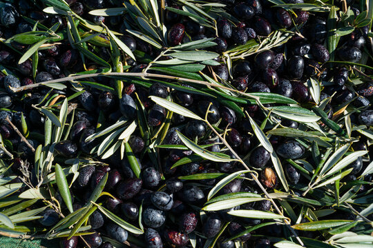 Black olive background with lots of texture