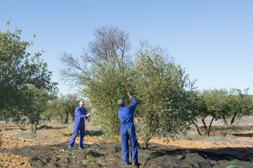 Father and son working in the field harvesting olives