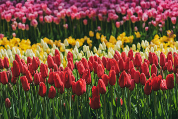 Colorful Tulips At Emirgan Park, Istanbul