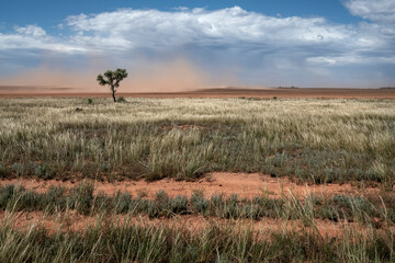 Outback Australia dusty with a tree, Mungo National Park, NSW, Australia