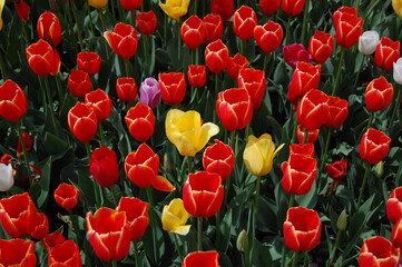 red and yellow tulips