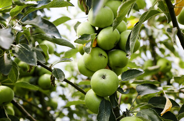 Ripe apples on a tree in a garden. Organic apples hanging from a tree branch in an apple orchard