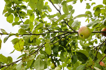 Ripe apples on a tree in a garden. Organic apples hanging from a tree branch in an apple orchard