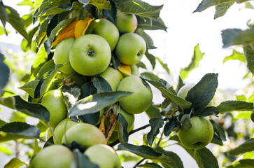 Ripe apples on a tree in a garden. Organic apples hanging from a tree branch in an apple orchard