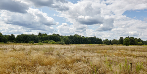 Panoramic photo of bright summer forest against the sky and meadows. Beautiful landscape of green trees and blue sky background