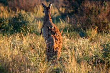 Mother and Joey Kangaroos, Mungo National Park, NSW, Australia
