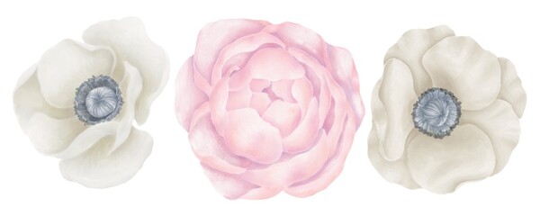 Watercolor flowers white anemones and pink peony on a white background isolated decorative elements
